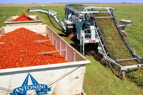 Máy thu hoạch cà chua tự động